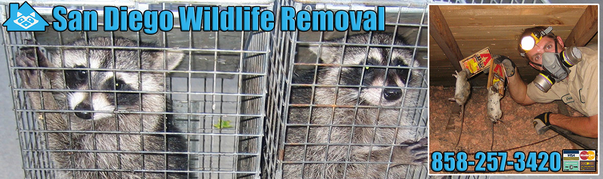 San Diego Wildlife and Animal Removal